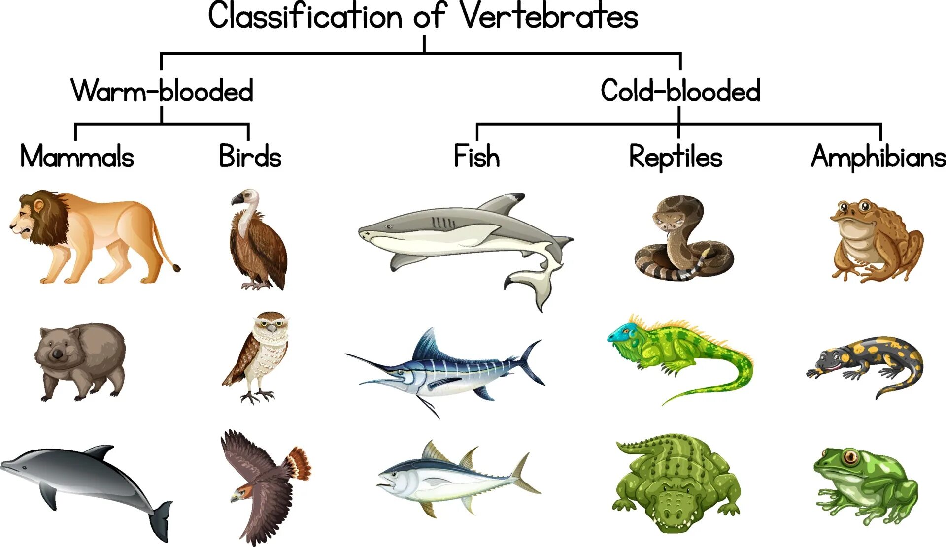 Позвоночные животные названия. Систематика позвоночных животных. Vertebrate classification. Классификация животных позвоночные беспозвоночные.