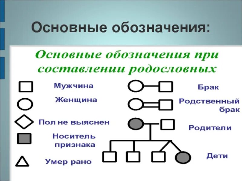 Условные обозначения в генеалогическом древе