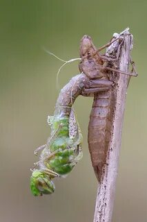 Гномик трахунчик