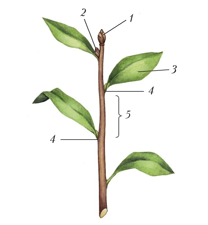 Сирень расположение листьев. Строение побега. Строение побега черешок. Побег побег цветкового растения. ПАЗУШНАЯ почка побег стебель.