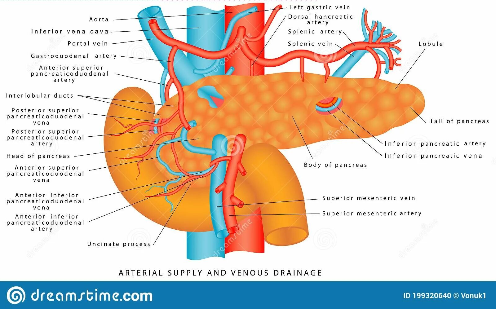 Селезенка и поджелудочная железа одно и тоже. Кровоснабжение поджелудочной железы. Венозное кровообращение поджелудочной железы. Кровоснабжение поджелудочной железы венозный отток.