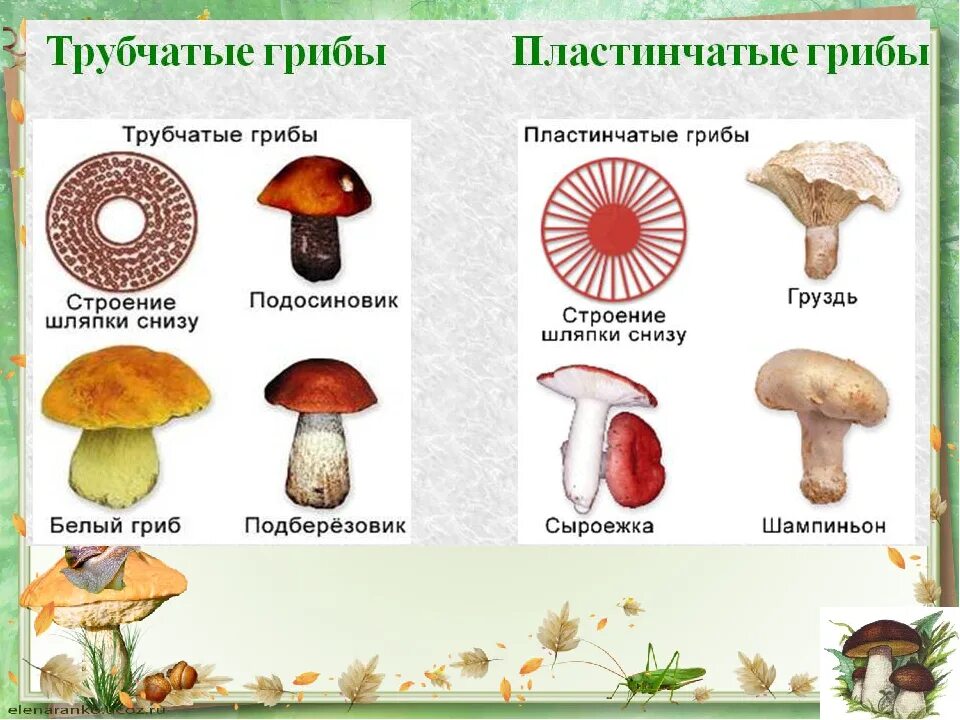 Назовите шляпочные грибы. Строение шляпки шляпочных грибов. Строение шляпочного гриба. Шляпочные грибы трубчатые и пластинчатые схема. Грибы строение шляпочных грибов.