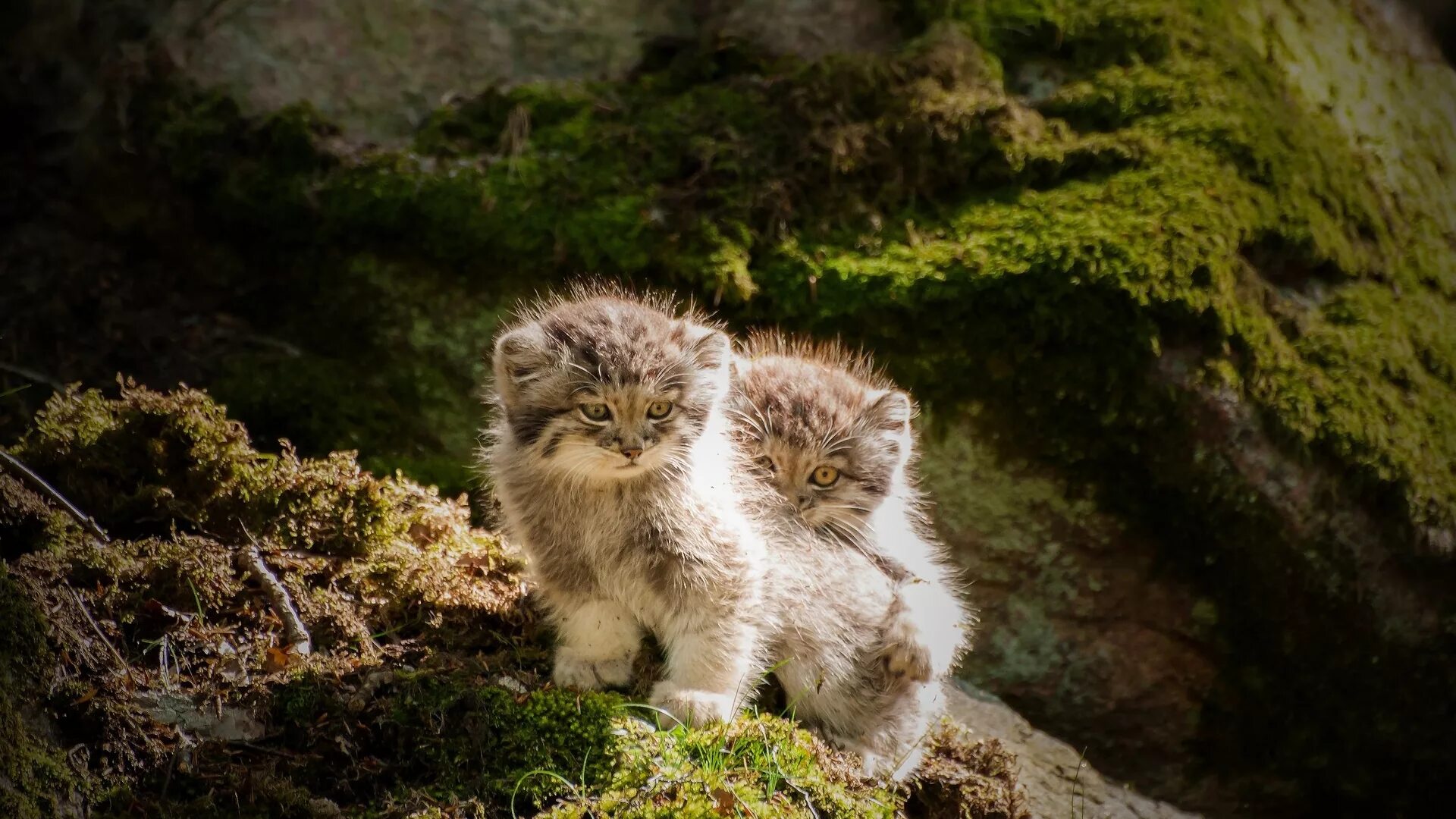 Звери малой земли. Дикий кот Манул котята. Манул (палласов кот). Лесной кот Манул. Котята манула фото.