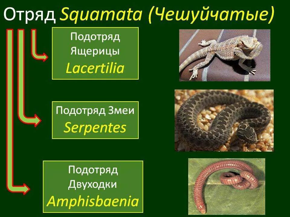 Змеи ящерицы отряд. Отряд чешуйчатые представители. Отряд чешуйчатые подотряд змеи. Представители отряд чешуйчатые рептилий. Класс пресмыкающиеся отряд чешуйчатые.