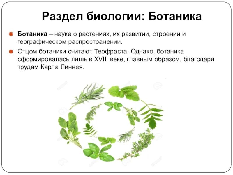 Значение в области какой ботанической. Ботаника это наука. Ботаника изучает растения. Ботаника биологическая наука. Разделы биологии в ботанике.