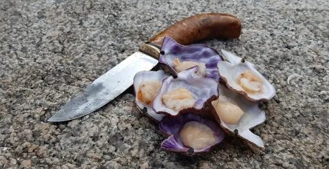 Ракушка пикабу