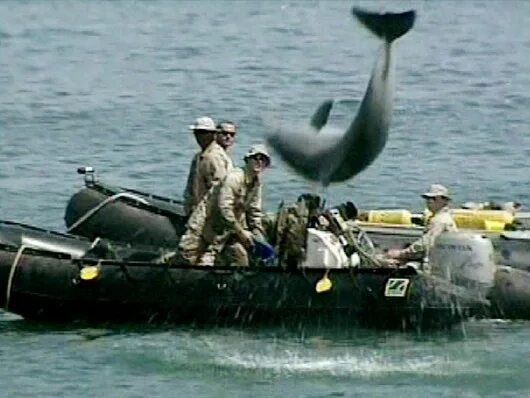 Дельфины террористы. Боевой Дельфин с миной. Боевые дельфины в Крыму. Покажи боевого дельфина с вооружением.