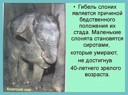 Песня маленького слоника