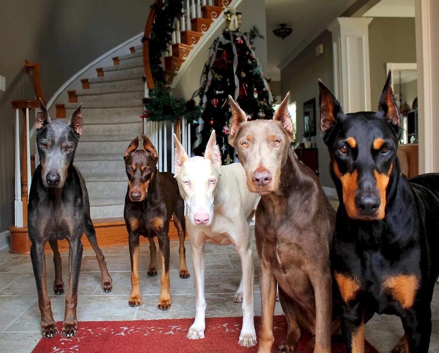 Доберман меланист. Американский доберман пинчер. Цвергпинчер альбинос. Какие доберманы. Какие доберманы.