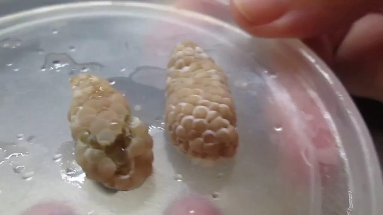Через сколько дней вылупляется ахатина