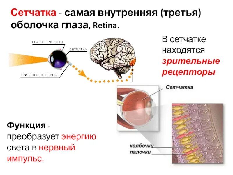 Сетчатая оболочка глазного. Сетчатая оболочка сетчатка функция. Внутренняя оболочка сетчатка строение. Функции сетчатки оболочки глаза. Фоторецепторы сетчатки глаза.