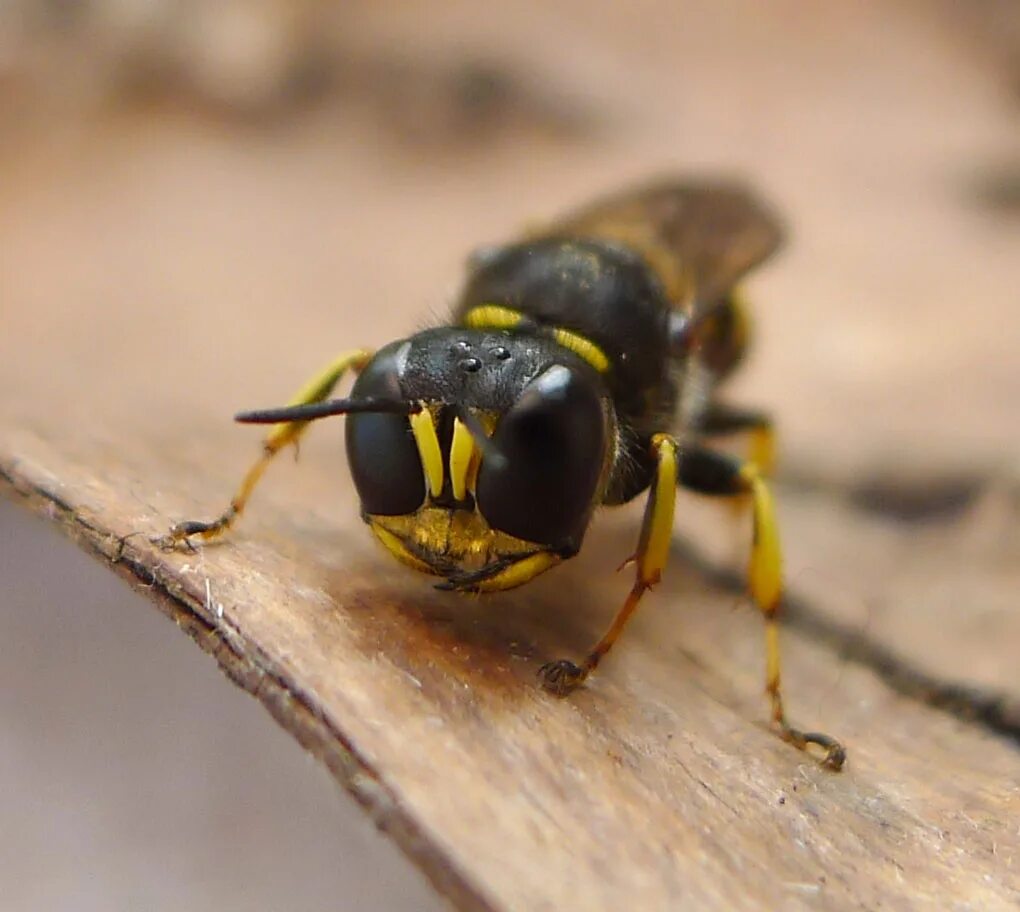 Yellow jacket wasp. Краброниды желтые. Оса в родах. Оса в родах. Crossocerus.