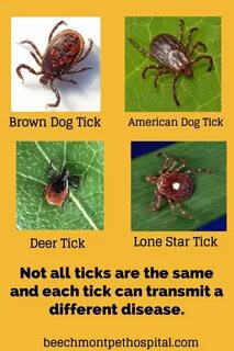 Tick перевод