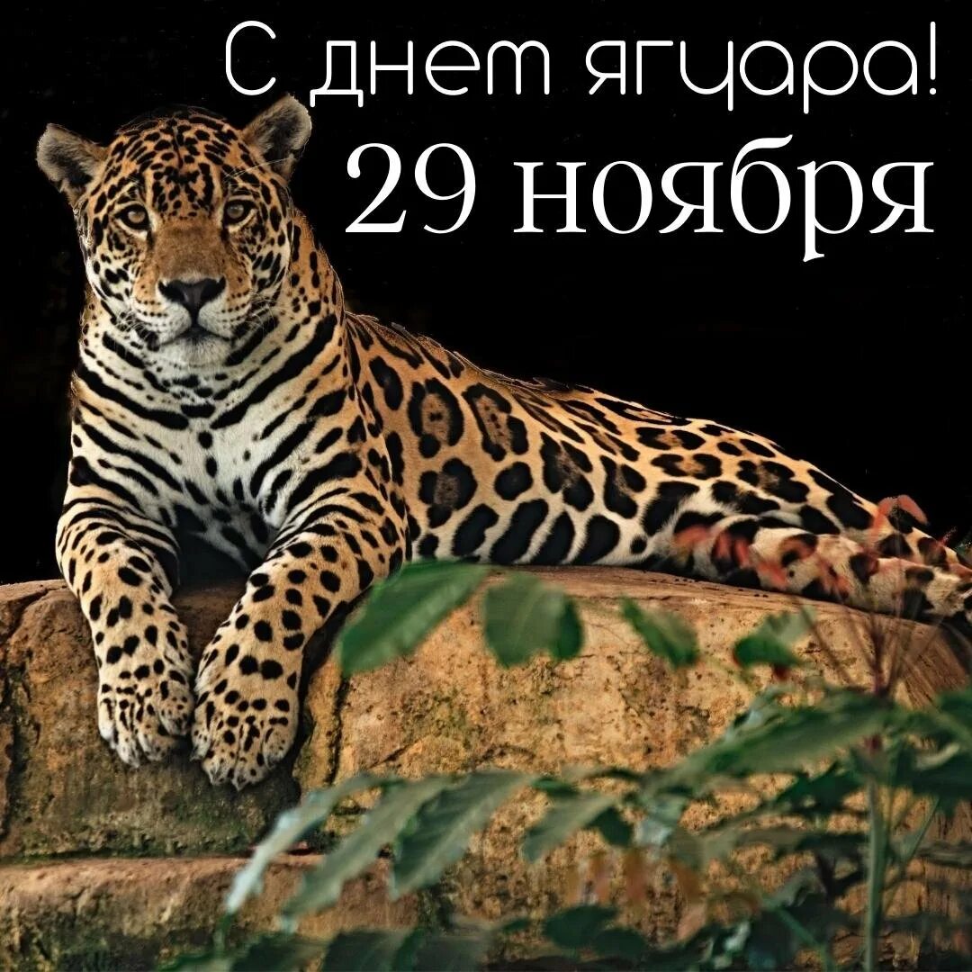 Всемирный день ягуара. Желтый ягуар энерго. Открытки день ягуара. Ягуар животное южной америки. Всемирный день ягуара 11 июня.