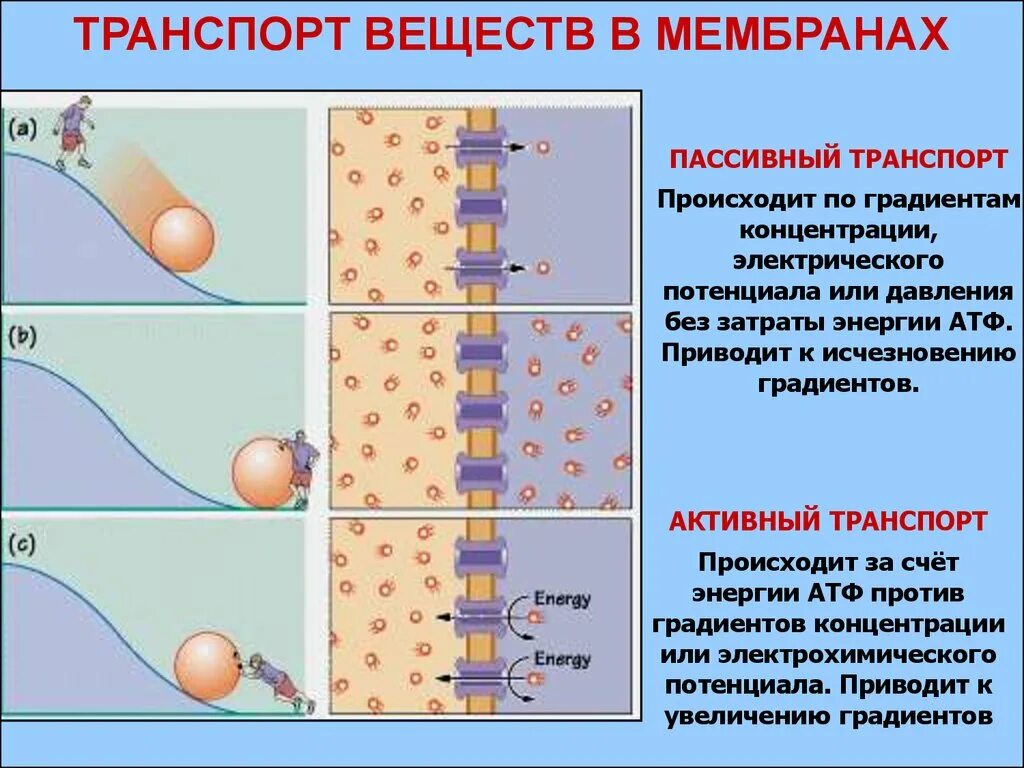 Мембрана активный и пассивный транспорт. Транспорт веществ через мембрану активный и пассивный транспорт. Транспорт веществ через биологическую мембрану пассивный и активный. Виды пассивного транспорта веществ через клеточную мембрану.