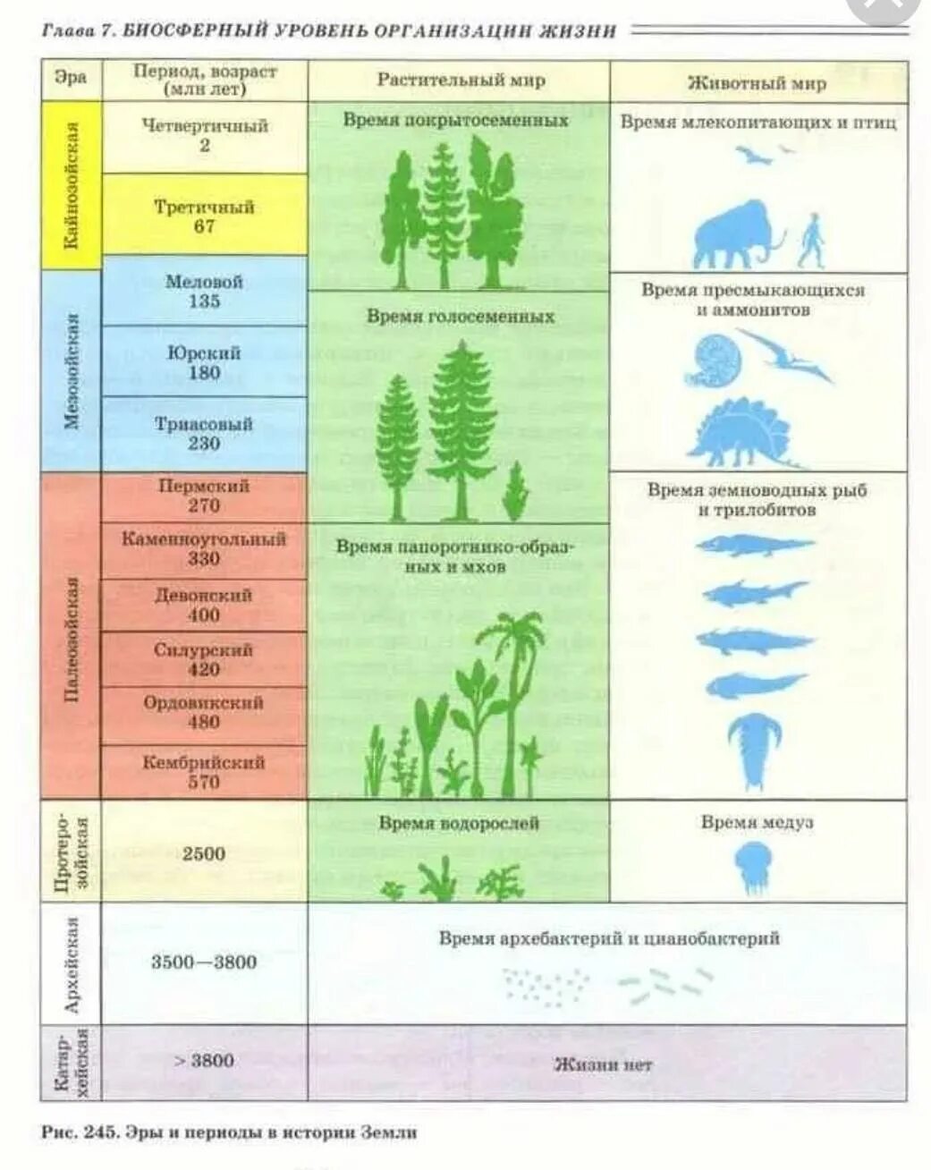 Этапы пал. Эпохи и периоды развития жизни на земле. Геохронологическая таблица Эволюция растений. Эры развития земли в хронологическом порядке. Этапы развития жизни на земле эры.