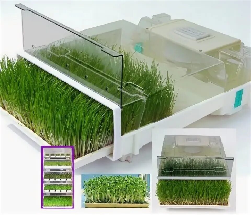 Микро ферма микрозелени. Smart microfarms. Титул микроферма. Титул микроферма. Микроферма easygreen egl 55.