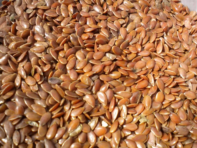 Семена фото. Семена льна ВНИИМК 620. Семя льна масличного(Flaxseed). ВНИИМК 630 лен масличный. Лен масличный сорт Исток.