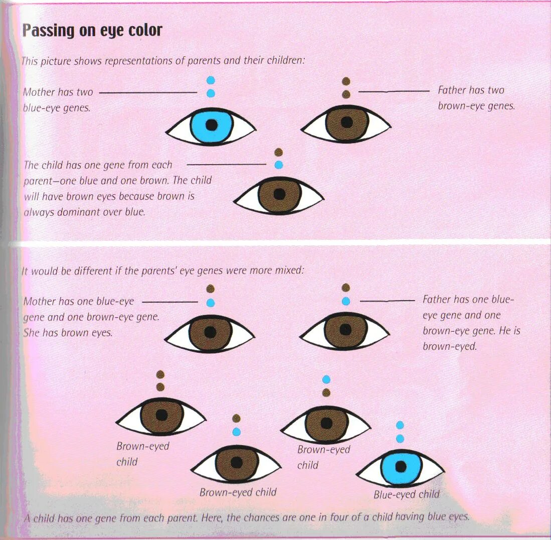 Наследование цвета глаз. Гены цвета глаз. Доминант цвета глаз. Цвет глаз генетика.
