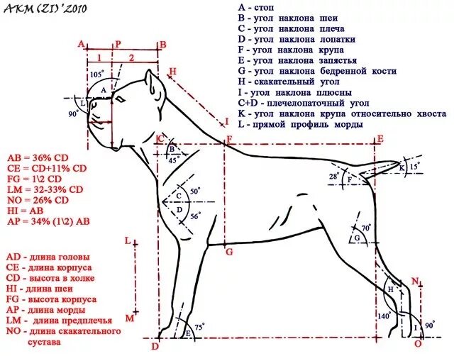 Высокая холка формирующая. Рост Кане Корсо в холке по месяцам. Рост и вес Кане Корсо по стандарту. Кане Корсо размер в холке. Кане Корсо рост в холке.
