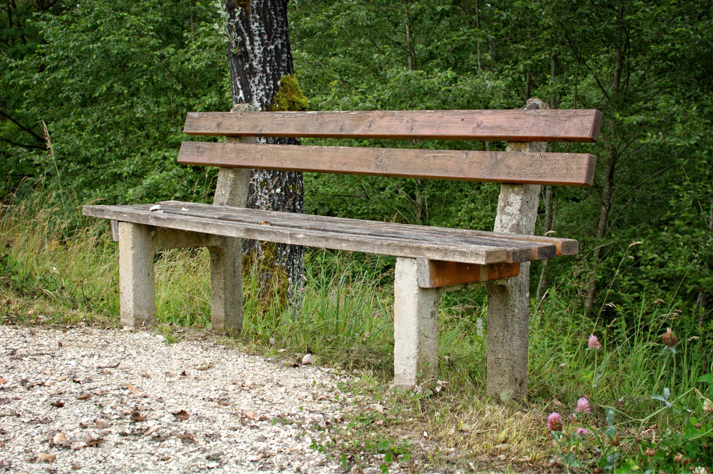 Sit bank. Скамья в лесу. Скамейка на природе. Скамейка в лесу. Скамейки из дерева в лесу.