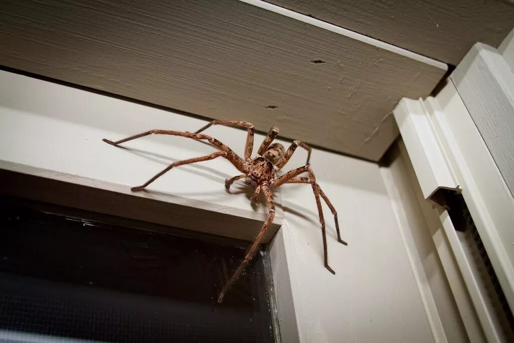 Паук Хантсмен Австралии. Паук Huntsman Spider. Австралийский Тарантул (Australian Tarantulas, Phlogius crassipes). Огромные пауки в Австралии.