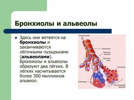 Бронхиола