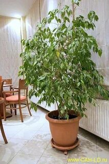 Комнатные растения похожие на дерево