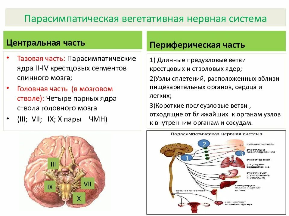 Парасимпатическая вегетативная нервная система функции. Отделы вегетативной нервной системы. Центральные и периферические отделы вегетативной нервной системы. Вегетативный отдел нервной системы функции. Вегетативная нервная система строение и функции.