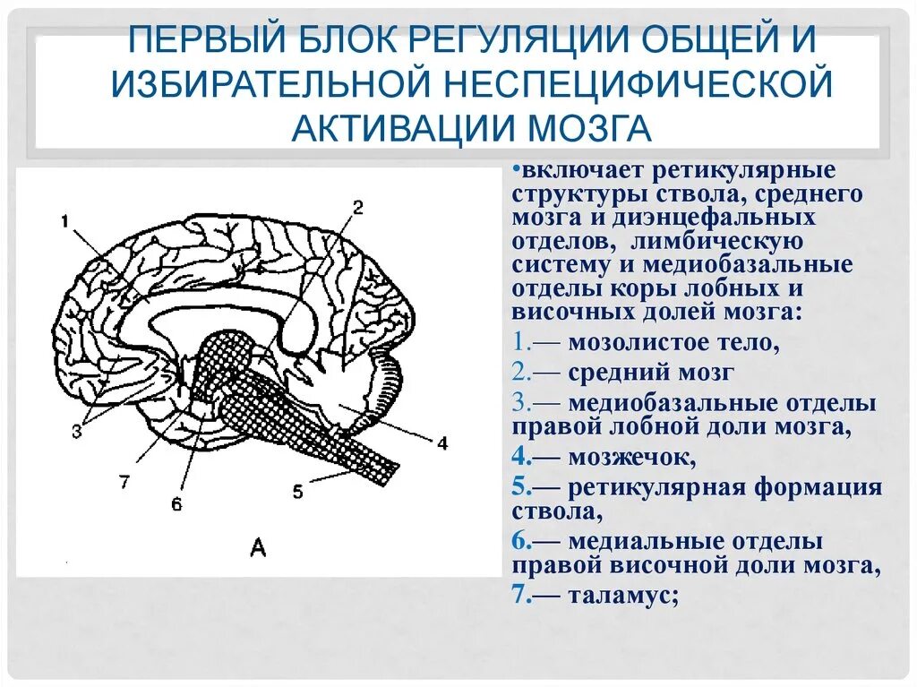 Неспецифические структуры диэнцефального мозга. Структурно-функциональное строение мозга. Структуры 1 функционального блока мозга. Медиобазальных отделов коры лобных долей мозга.