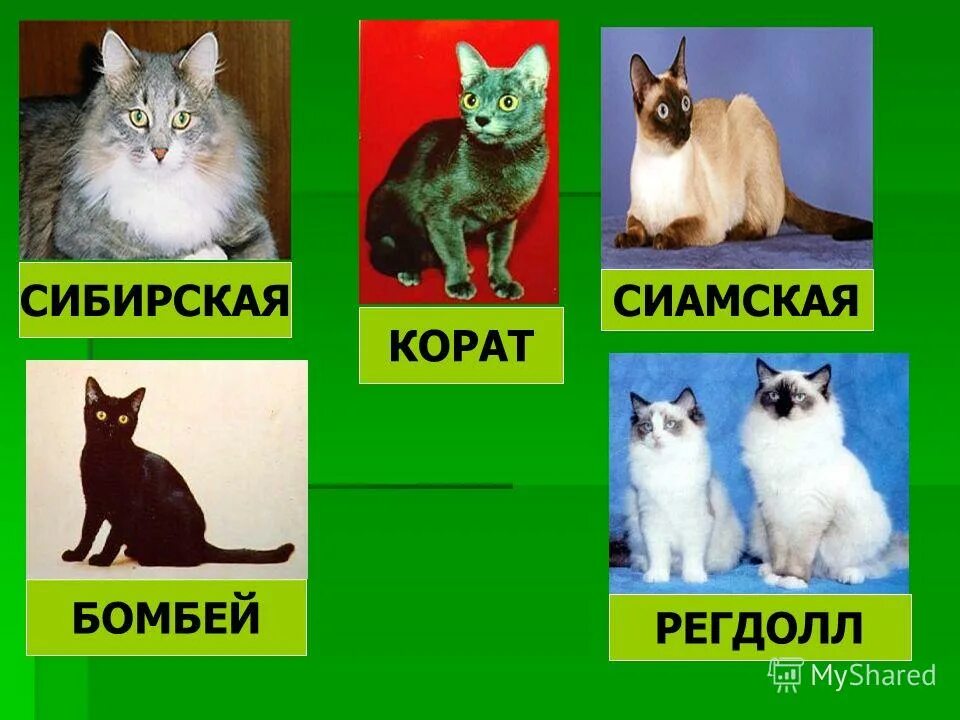 Кошки и собаки 2 класс. Кошки и собаки для презентации. Породы кошек 2 класс. Презентация про кошек 2 класс. Проект породы кошек.