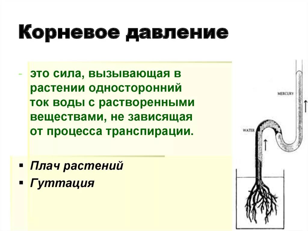 Лабораторная работа по биологии передвижение воды. Корневое давление. Корневое давление у растений. Опыт Корневое давление. Корневое давление и транспирация.