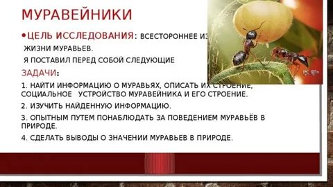 И л муравьева жизненные ценности