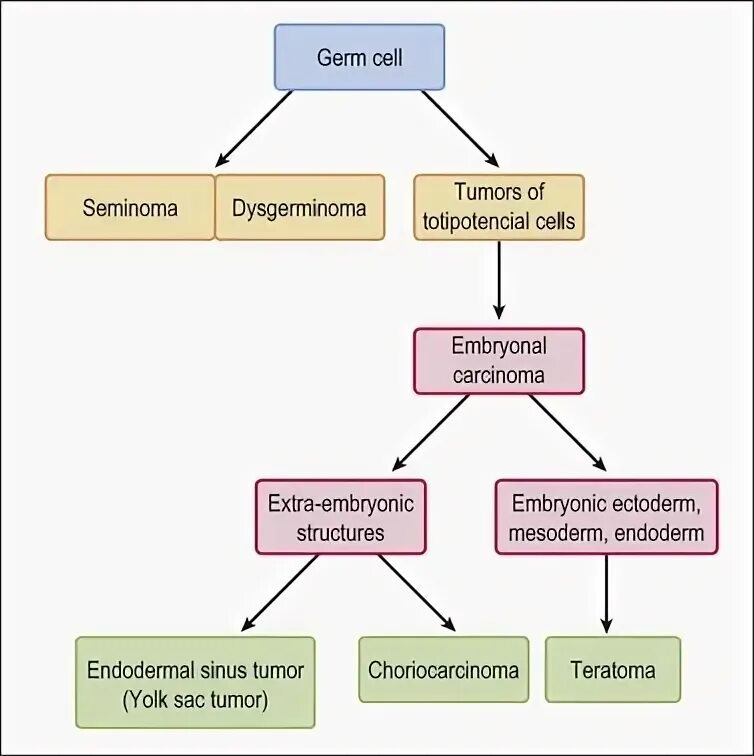 Germ Cell tumors classification. Germ Cell neoplasms. Classification of Germ Cell tumors of the Testis. Germs перевод