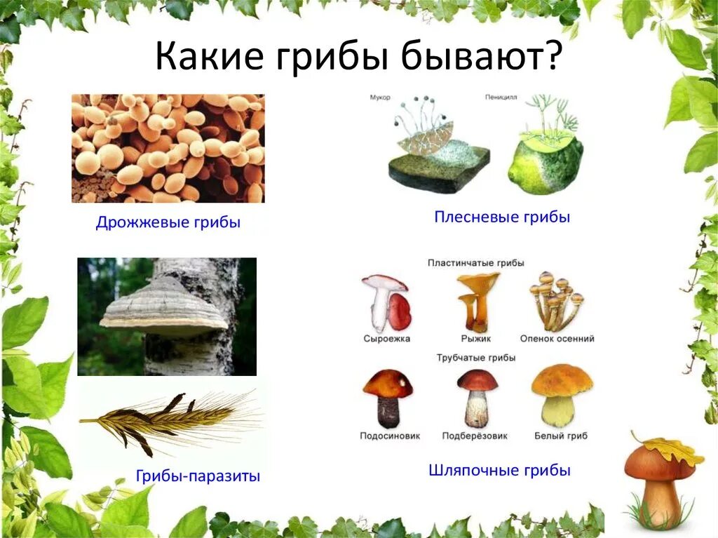 So Many Mushrooms! (U.S. National Park Service)