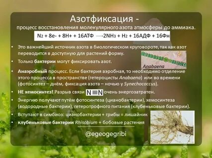 Способность к азотфиксации