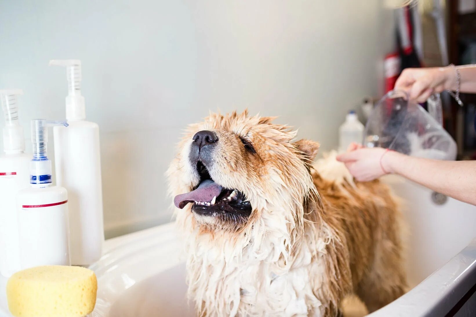 Сколько раз мыть собаку. Мытье собаки. Собака моется. Груминг мытье. Ванна для груминга собак.