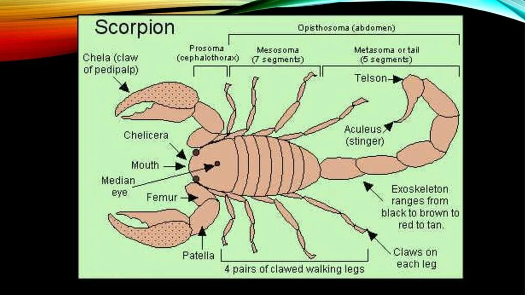 Скорпион внутреннее строение тела схема. Пищеварительная система скорпиона. Внутреннее строение скорпиона схема. Строение пищеварительной системы скорпиона.