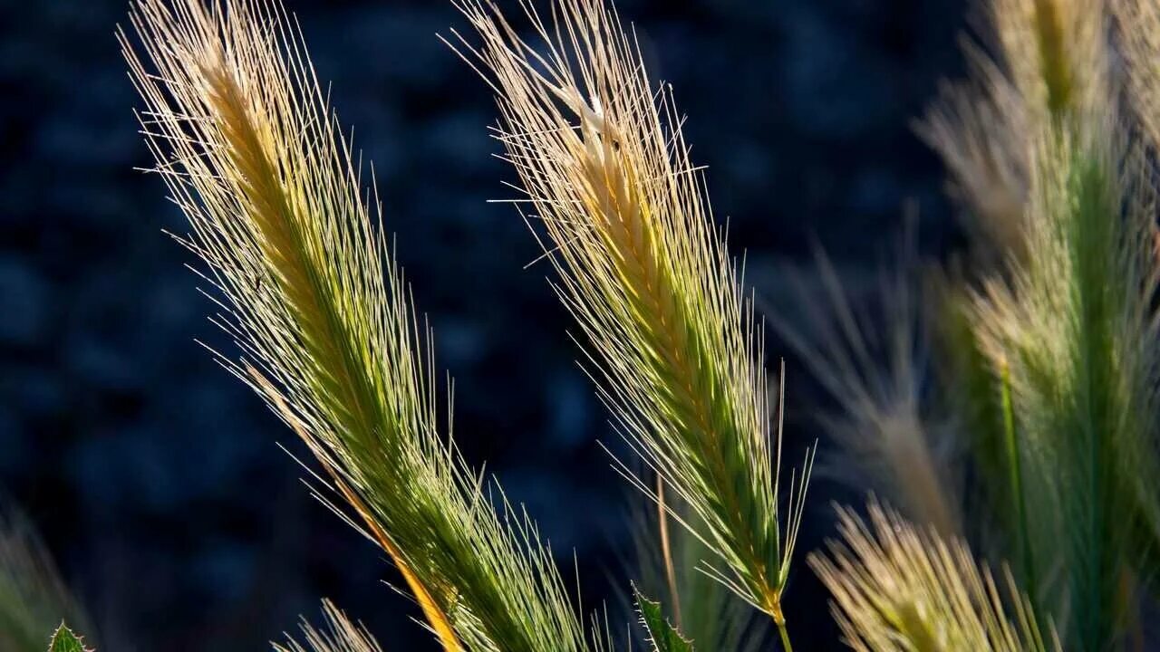 Саженцы вейник Агродекор Karl Foerster AGRO1382 1 шт. - отзывы покупателей на Ме