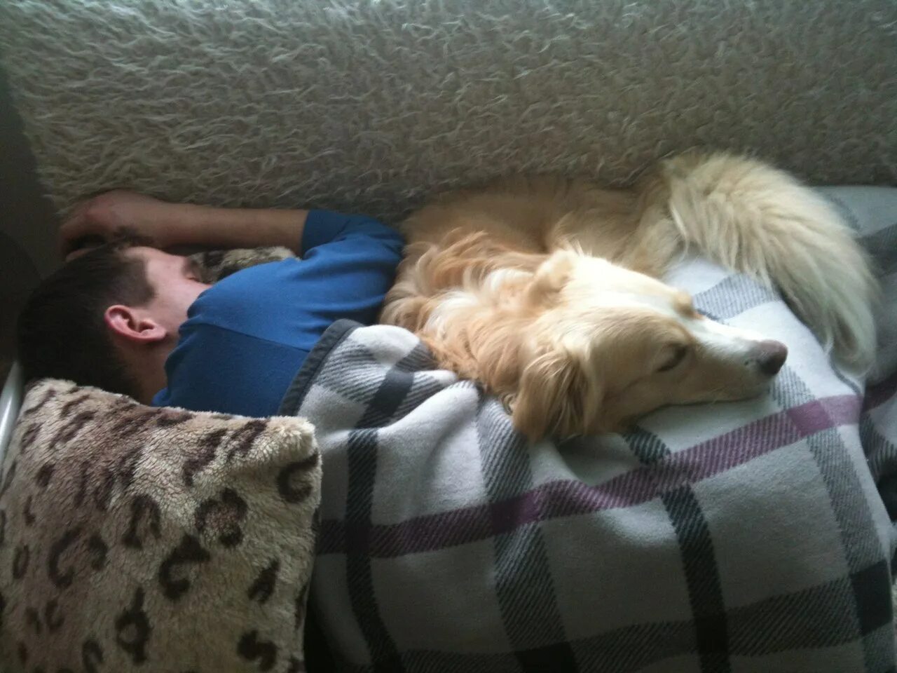 Можно спать с собакой. Пес на кровати с хозяином.