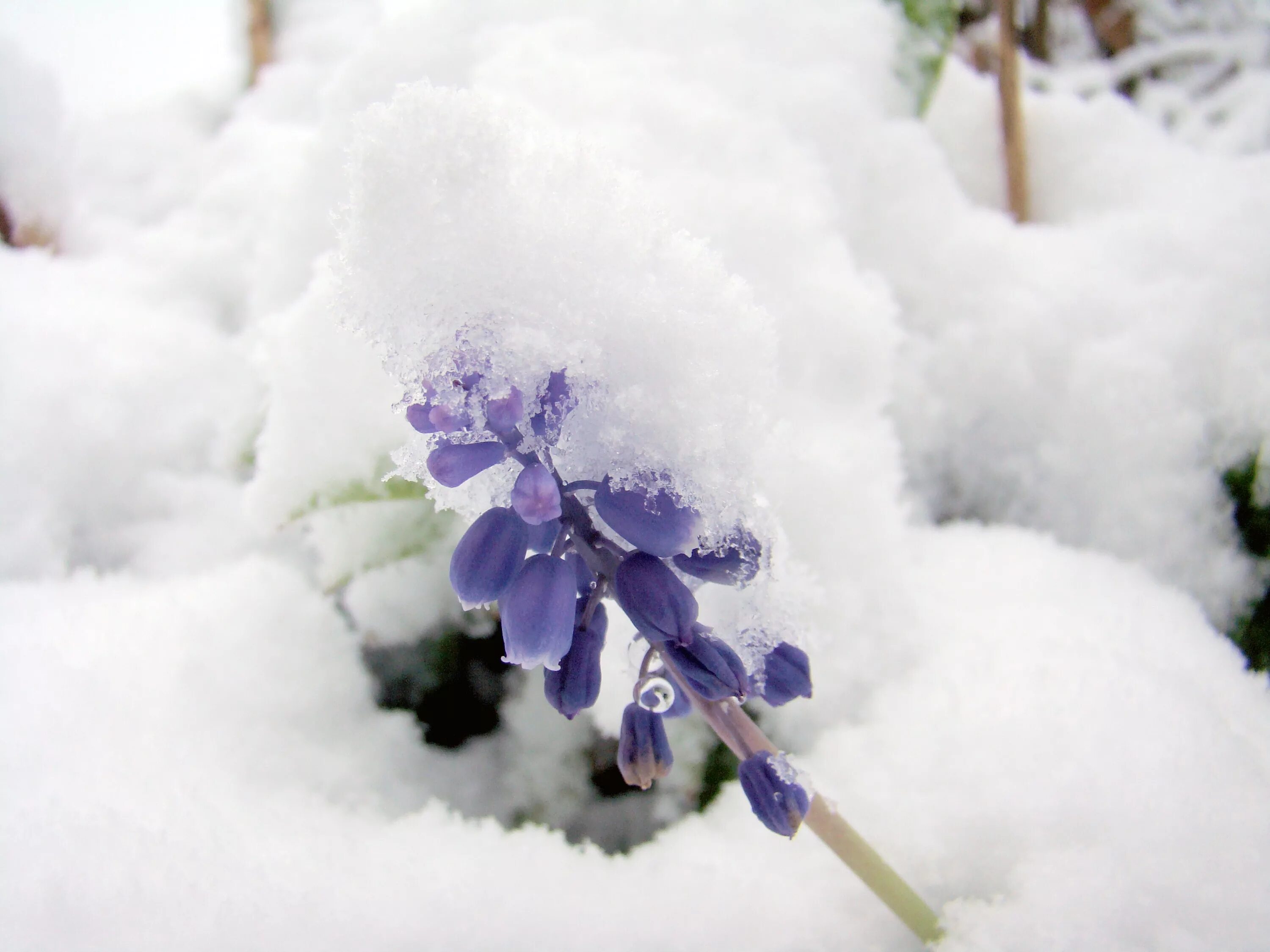 Сноу Флауэр. Зимние цветы. Цветы в снегу. Цветы зимой. Воздух вокруг вас холодеет