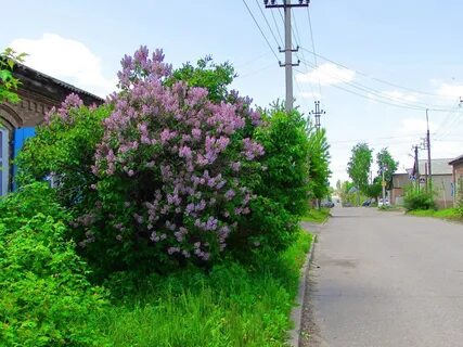 Розовое саратовская область