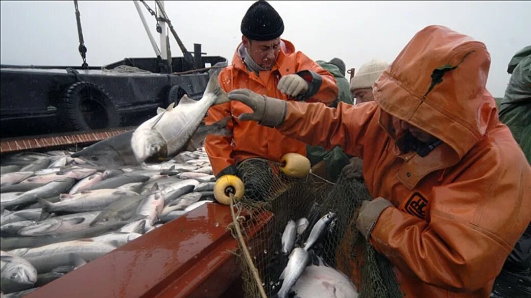 Усть Камчатский рыбозавод. Охотское море рыбозавод. Рыбная промышленность дальнего Востока. Промысел рыбы. Мировой улов