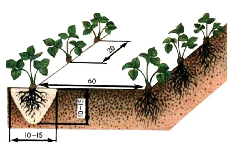 Схема посадки ремонтантной земляники. Посадка ремонтантной клубники. Схема посадки ремонтантной клубники. Норма посадки клубники. Правильная посадка клубники