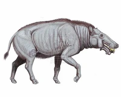 Grice extinct pig