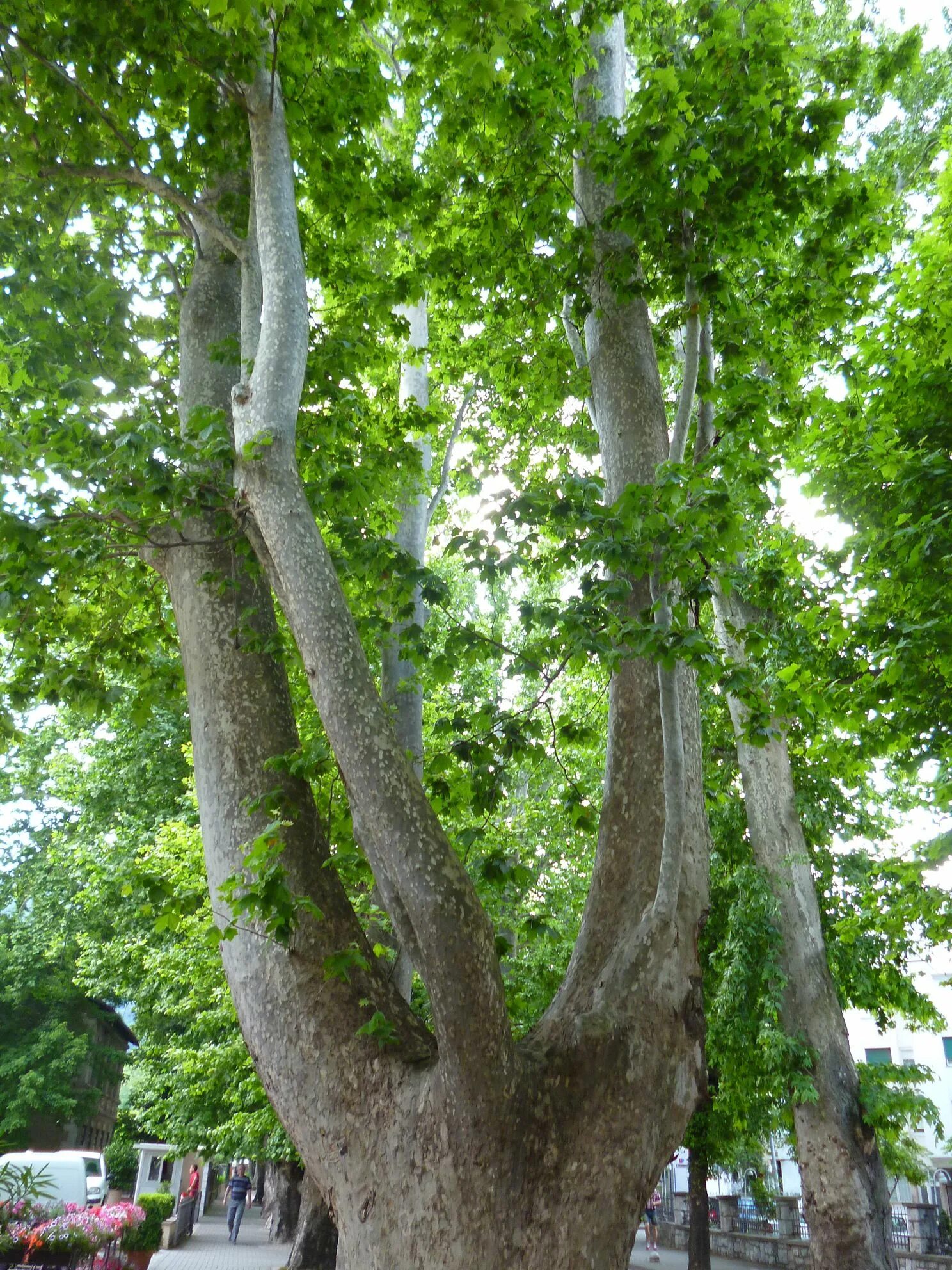 Платан восточный фото Платан восточный (лат. Platanus orientalis) семена 300шт купить в интернет-маг