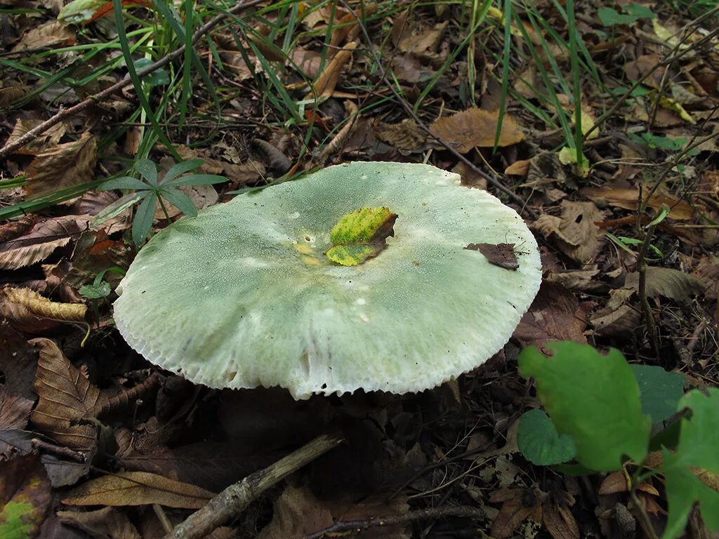 Сыроежка зеленоватая (Russula virescens). Сыроежка зеленоватая. Сыроежка оливковая. Сыроежка вильчатая.