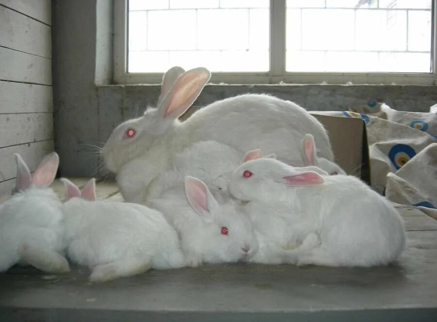 Кролики породы паннон. Паннон кролики описание породы. Паннон кролики описание породы. Паннон кролики описание породы. Белый великан паннон.