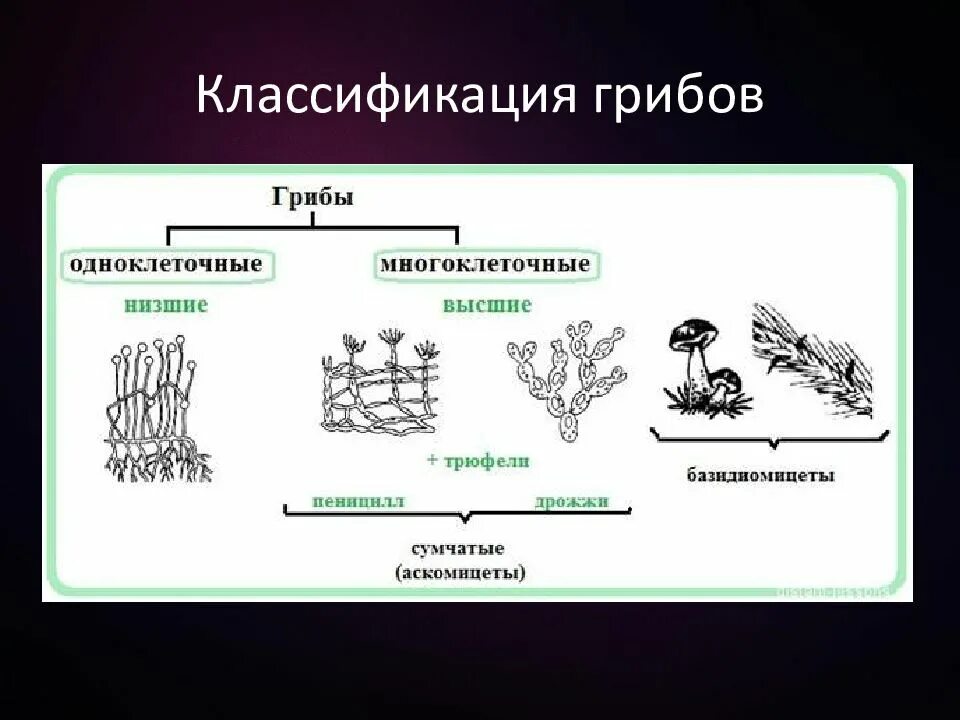 Многоклеточный мицелий схема. Строение мицелия низших грибов. Схема грибы одноклеточные и многоклеточные. Классификация грибов одноклеточные и многоклеточные схема.