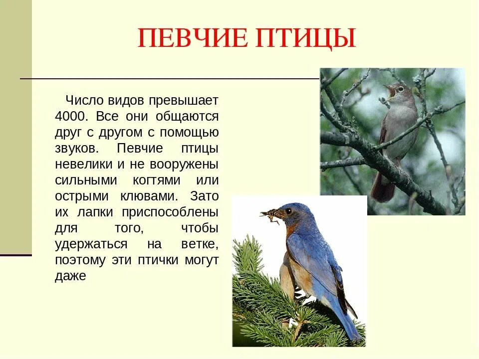 Птицы для презентации. Презентация по птицам. Число видов птиц. Сообщение о певчих птицах. Звуки птиц текст